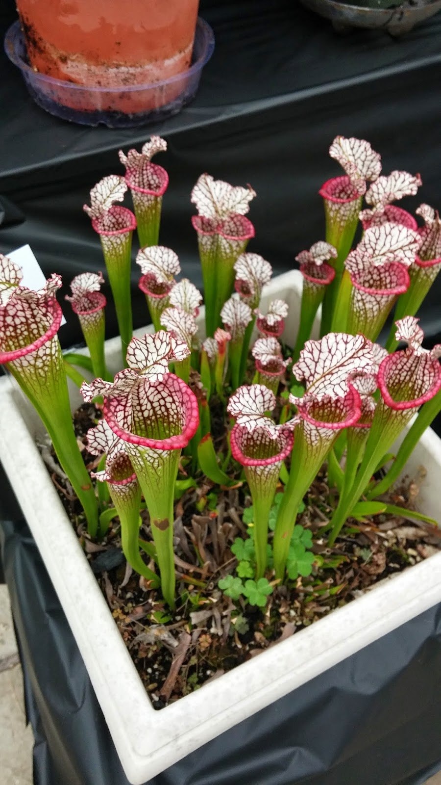 Саррацения Фарнхами