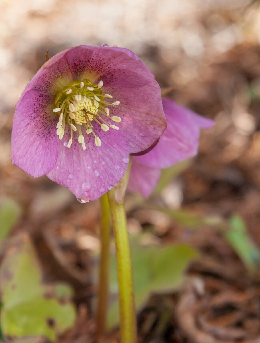 Морозник кавказский биология