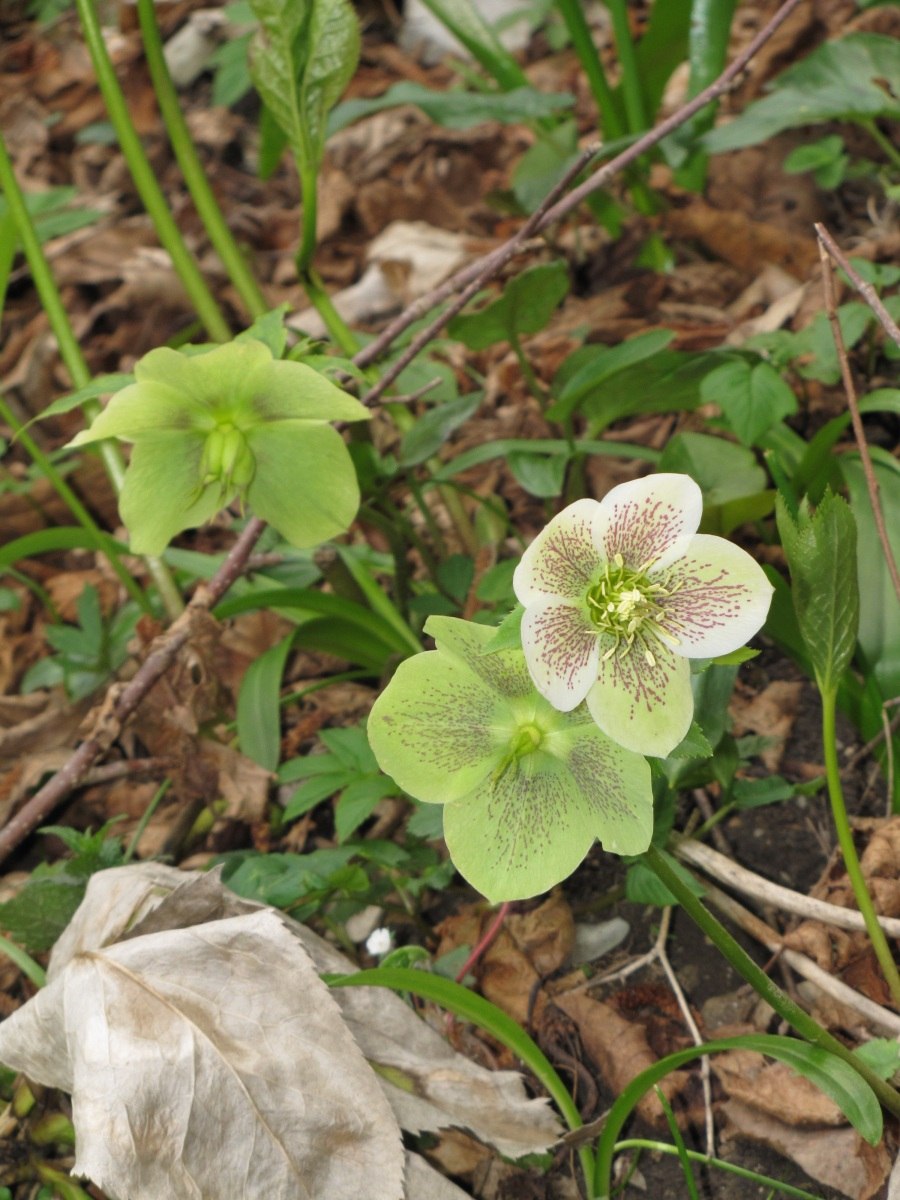 Морозник кавказский