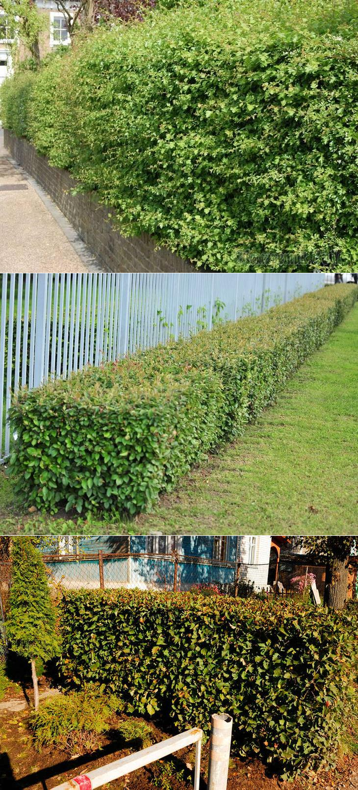 Сеянцы кизильника