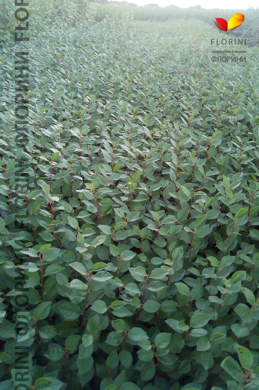 Буксус (самшит) сформированный