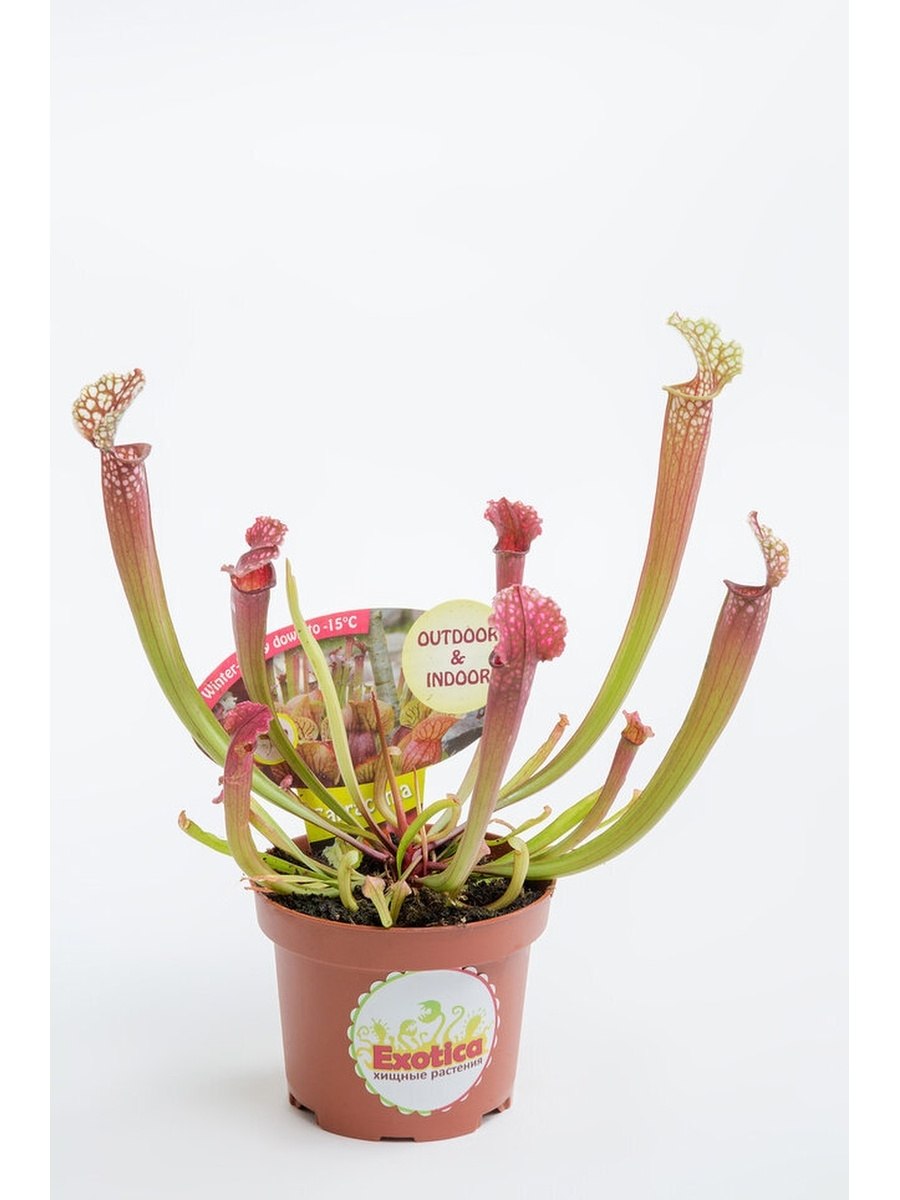 Саррацения Фарнхами