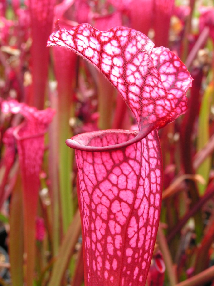 Саррацения цветок комнатный