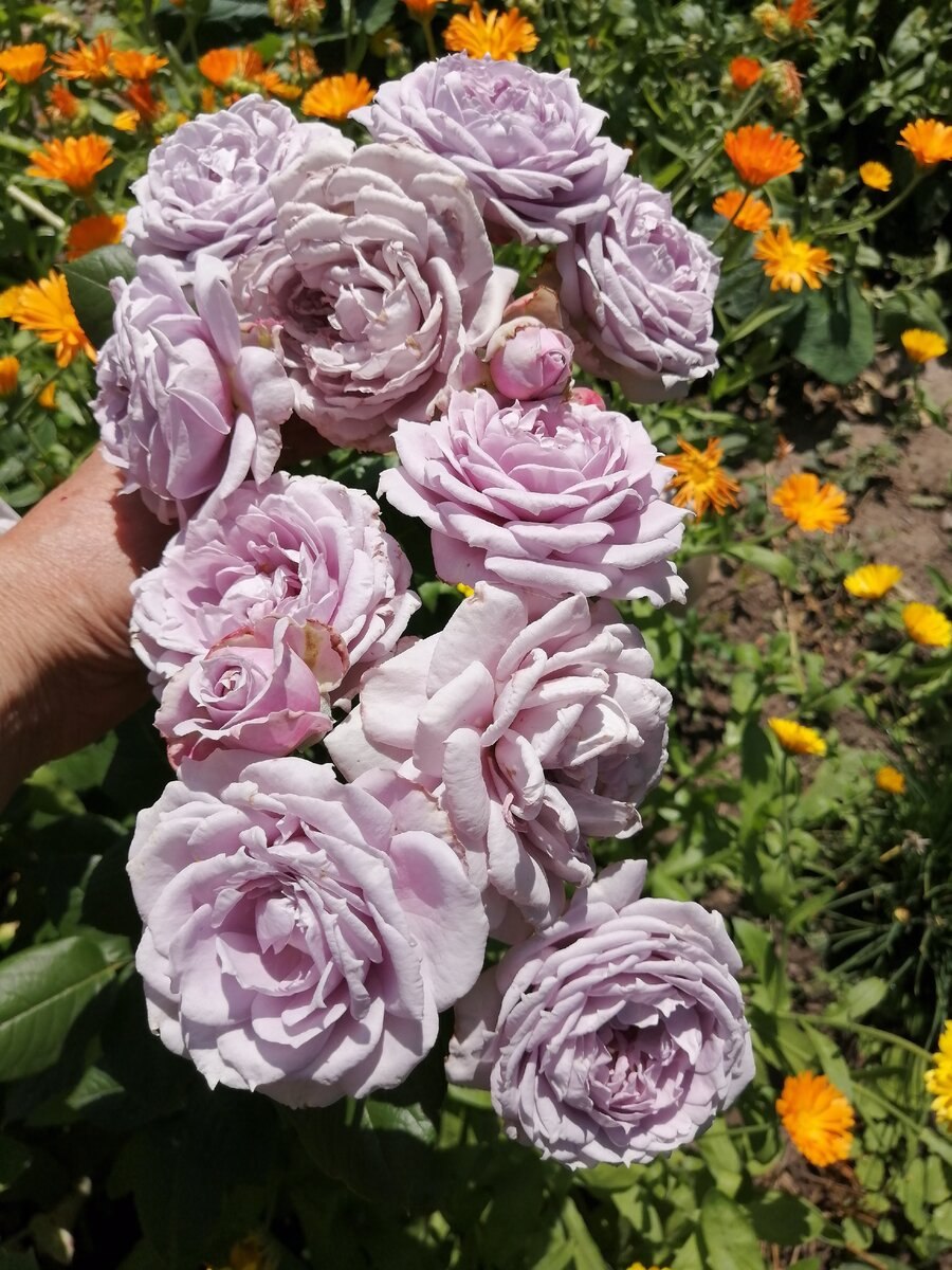 Роза Новалис, Кордес