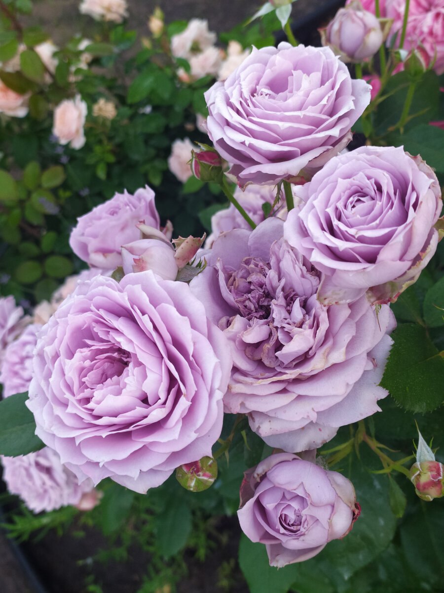 Роза флорибунда Новалис