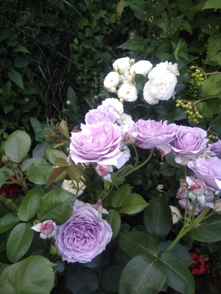 Роза новалис