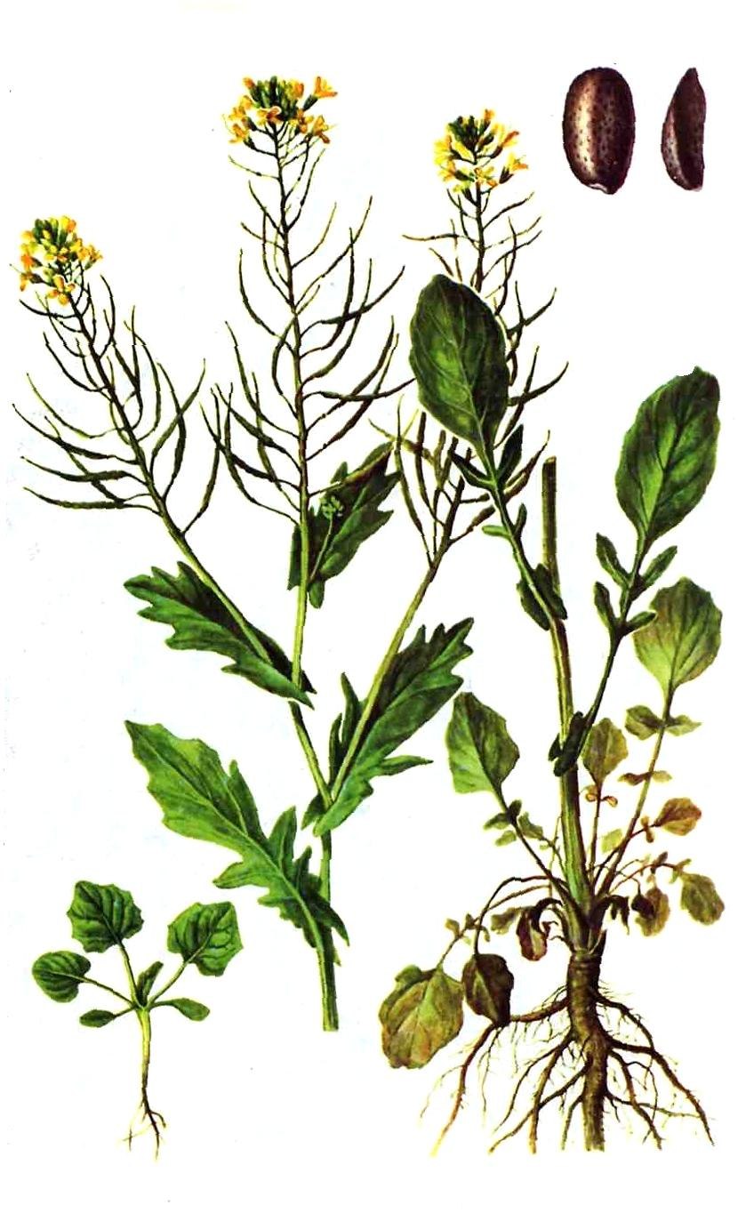Sisymbrium officinale
