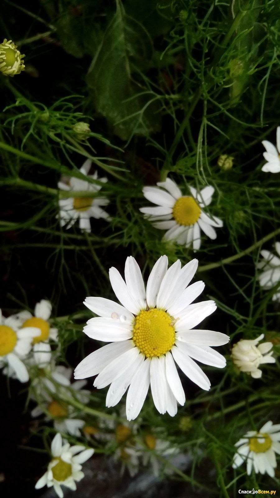 Аптечные семена