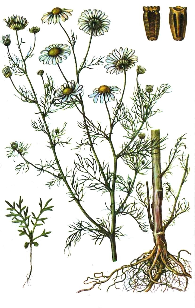 Ромашка лекарственная семена