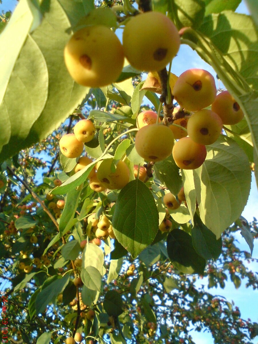 Яблоня с зелеными яблоками