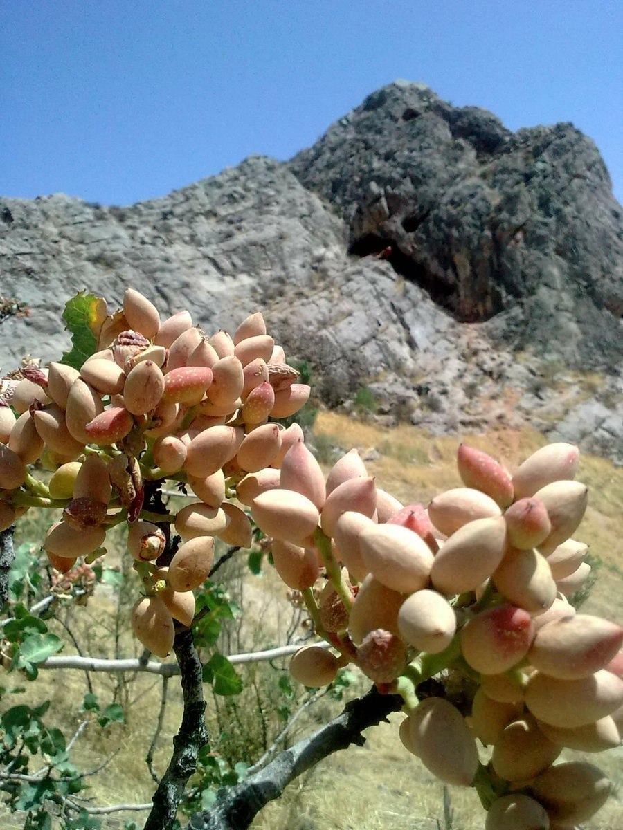 Эфедра хвощевая ягоды