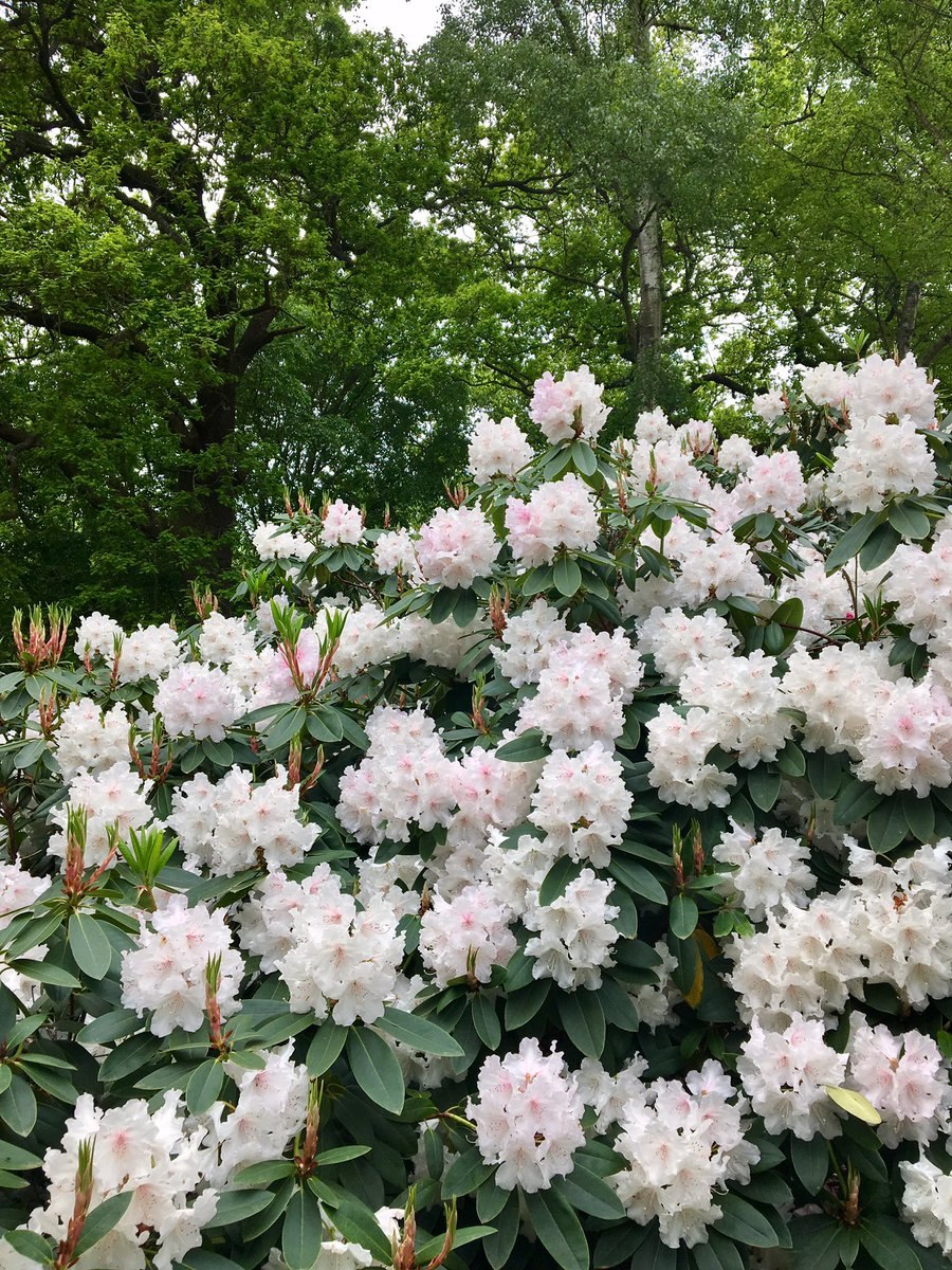 Рододендрон Сильвестр
