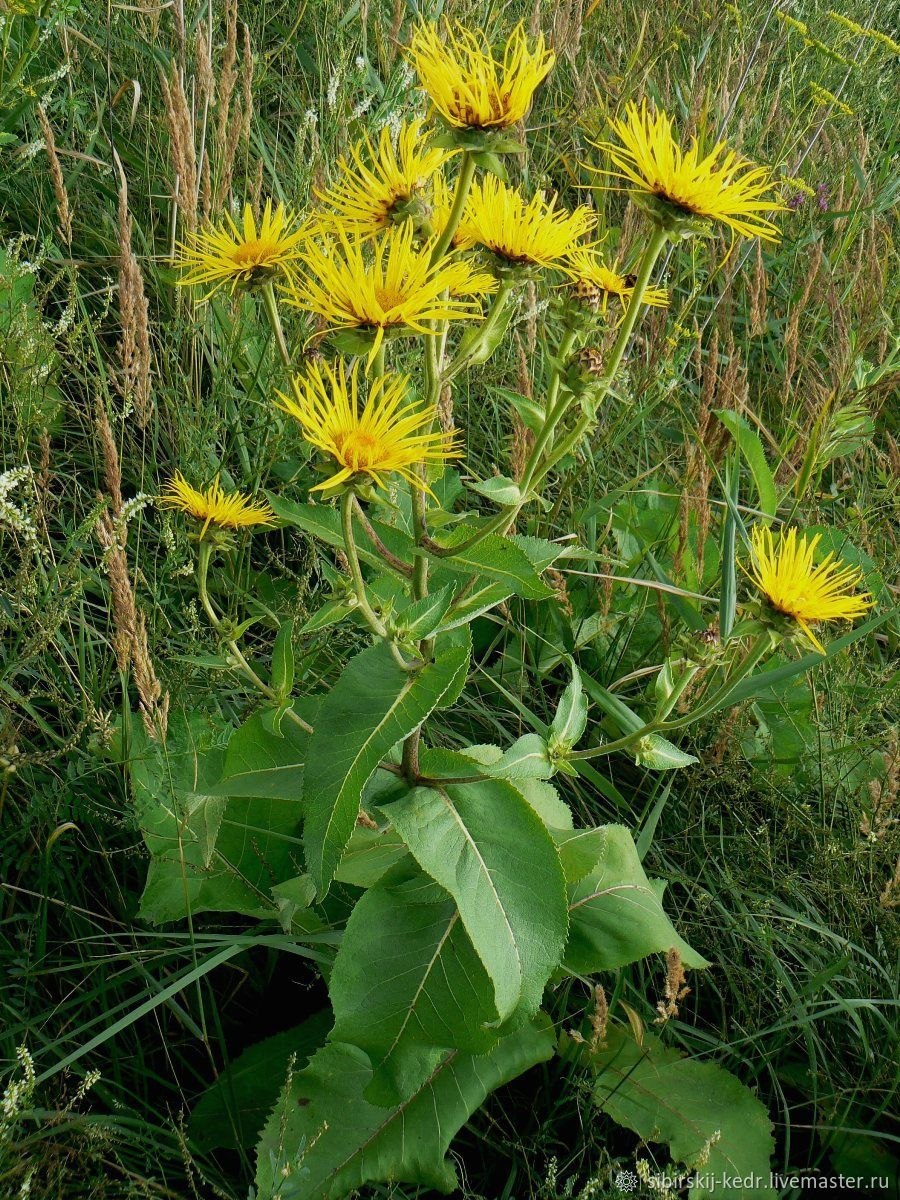 Девясил Inula Helenium
