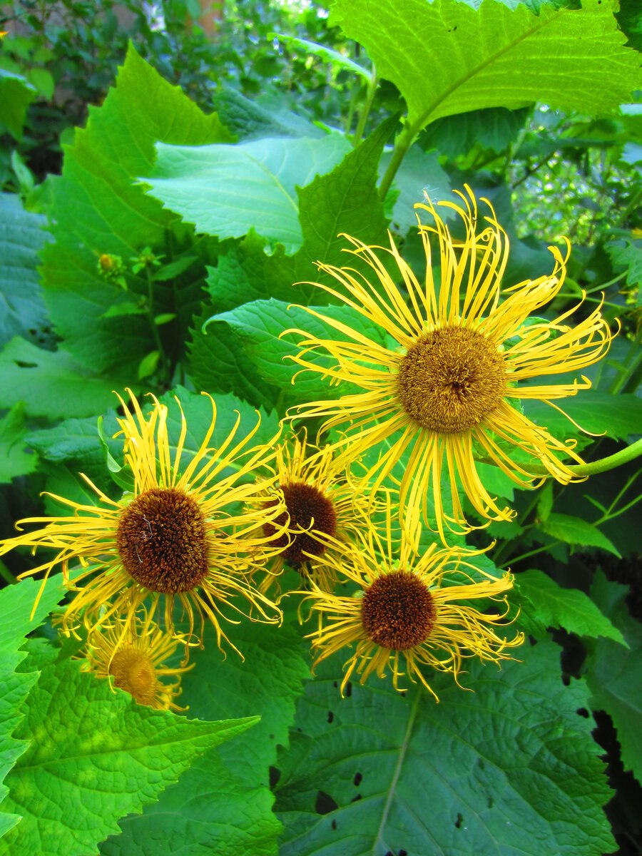 Девясил растение