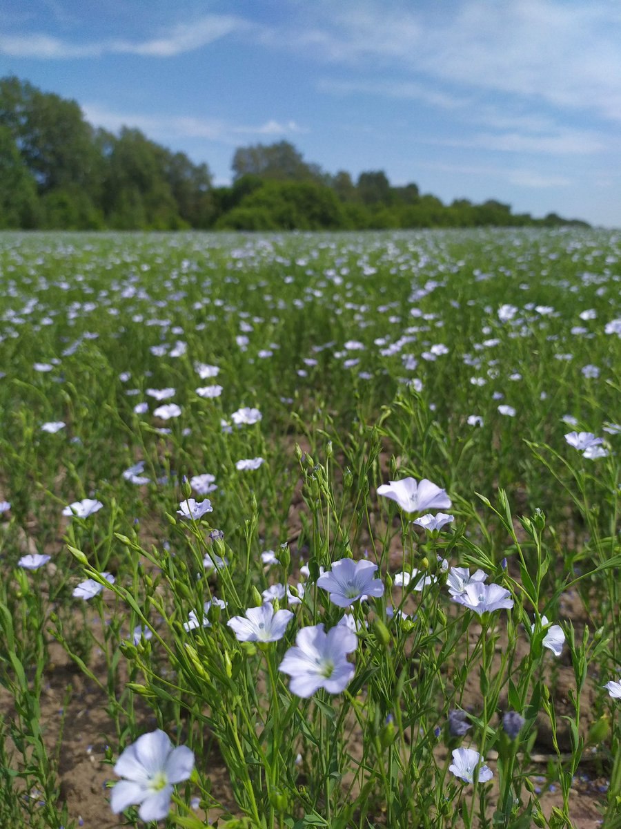 Лен масличный цветение