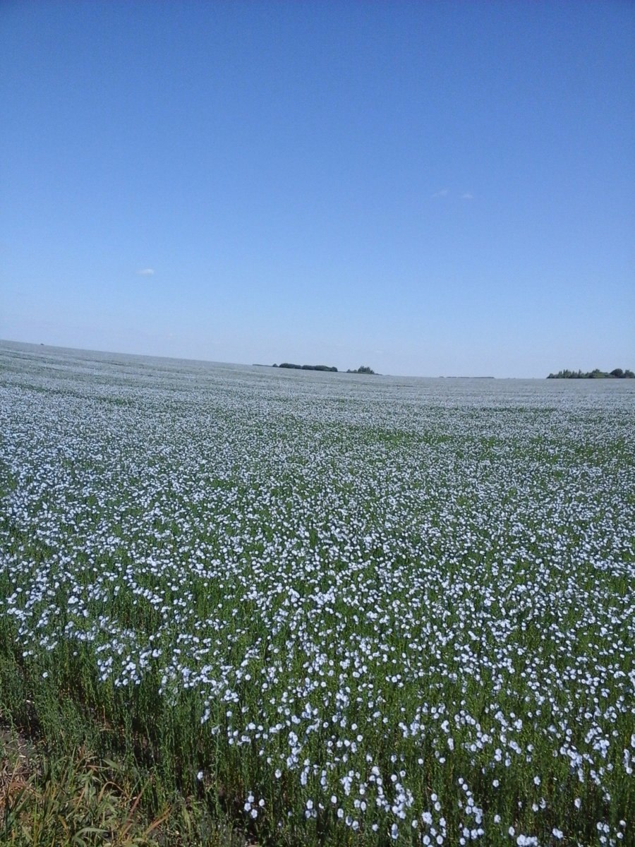 Лен масличный цветение