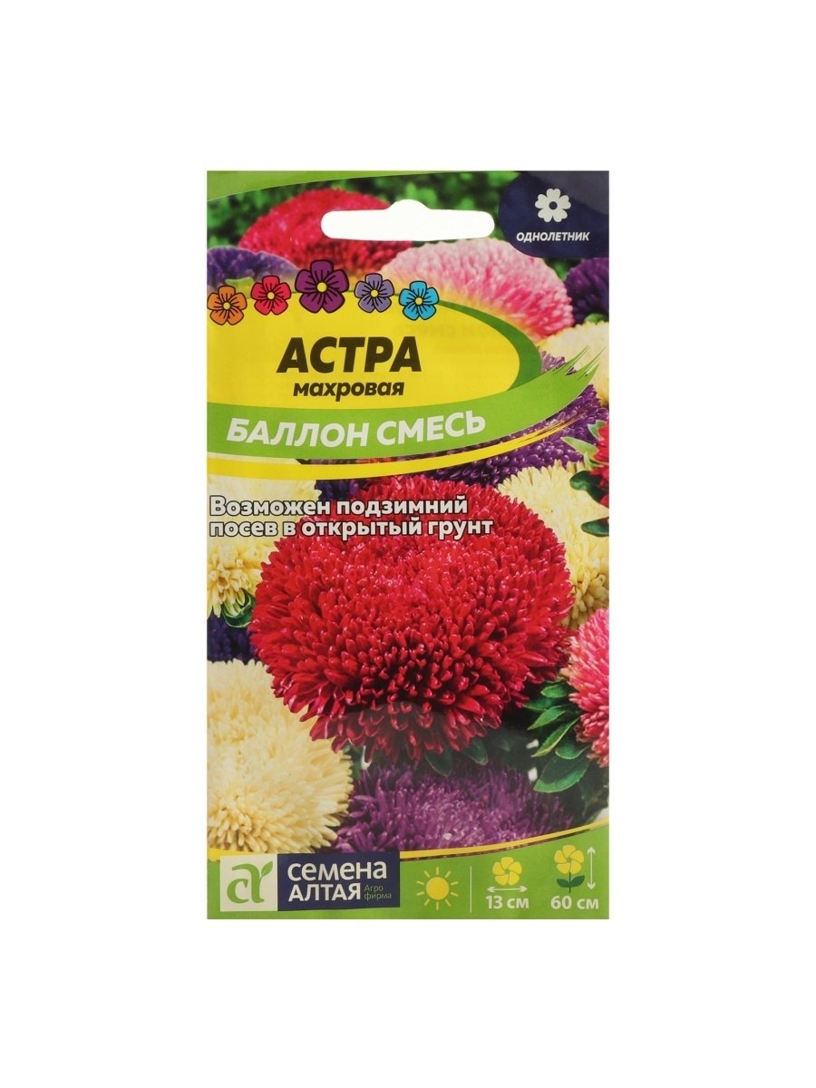 Хризантема шаровидная игольчатая