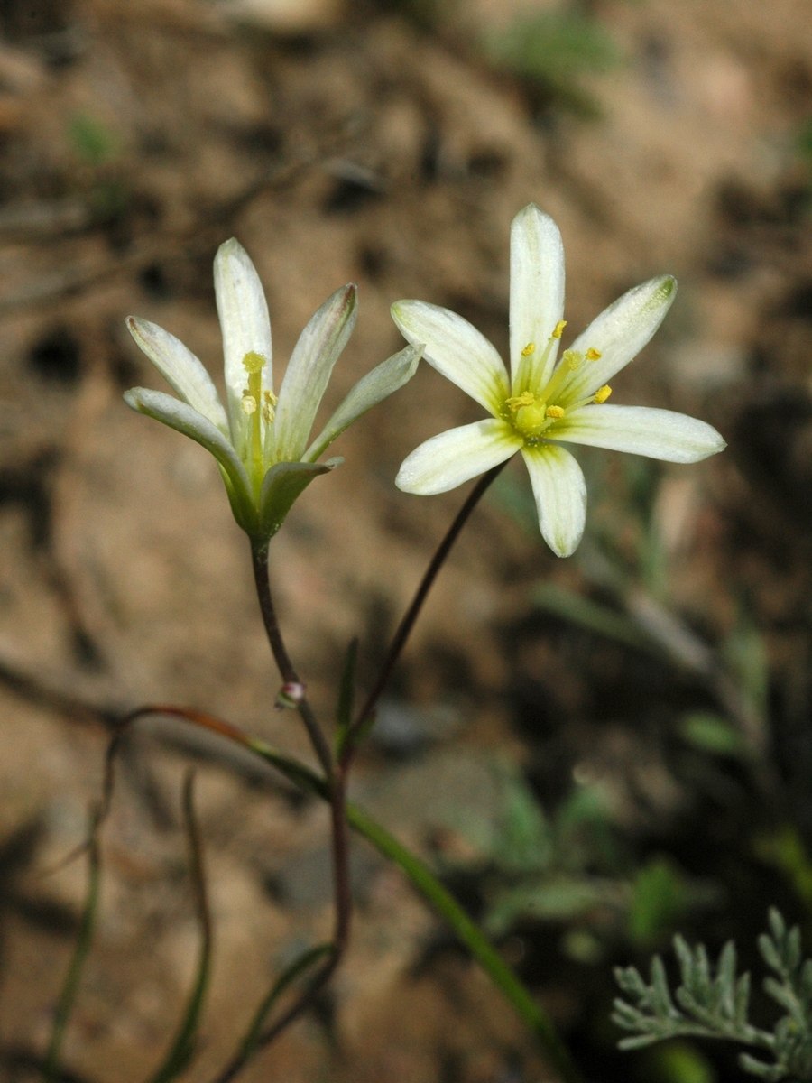 Гусиный лук околоцветник