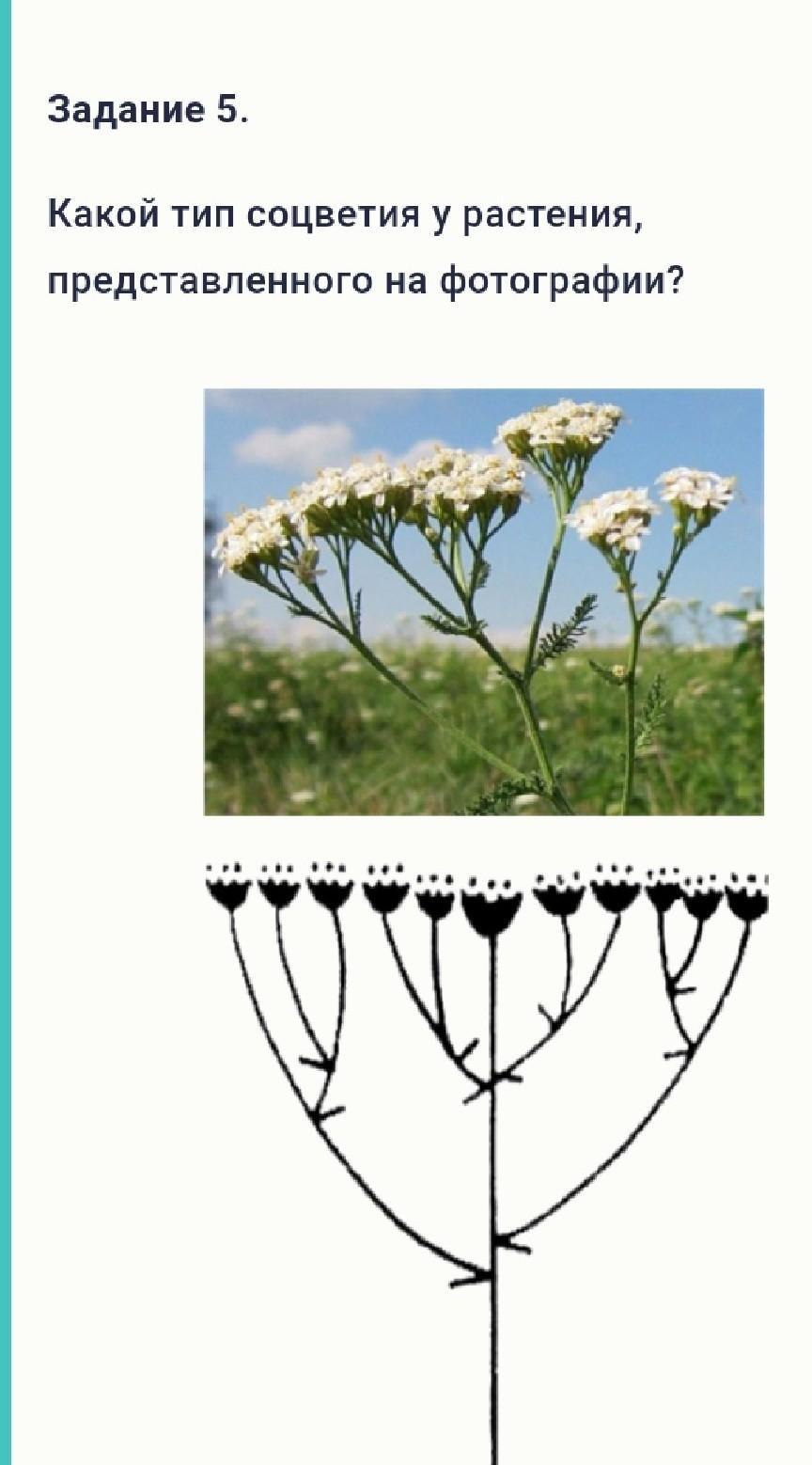 Тип соцветия груши