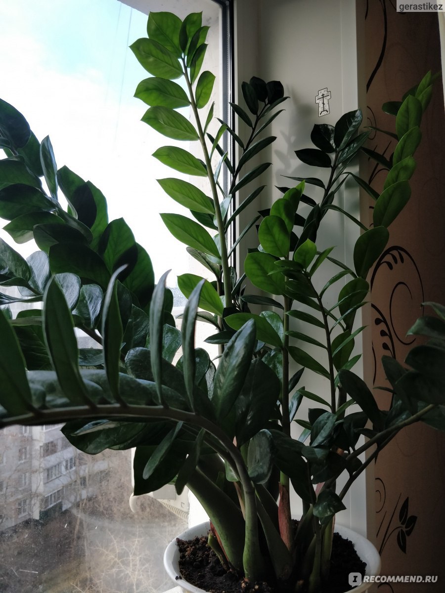 Замиокулькас долларовое дерево