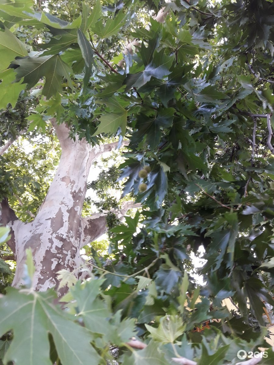 Платан сушеный