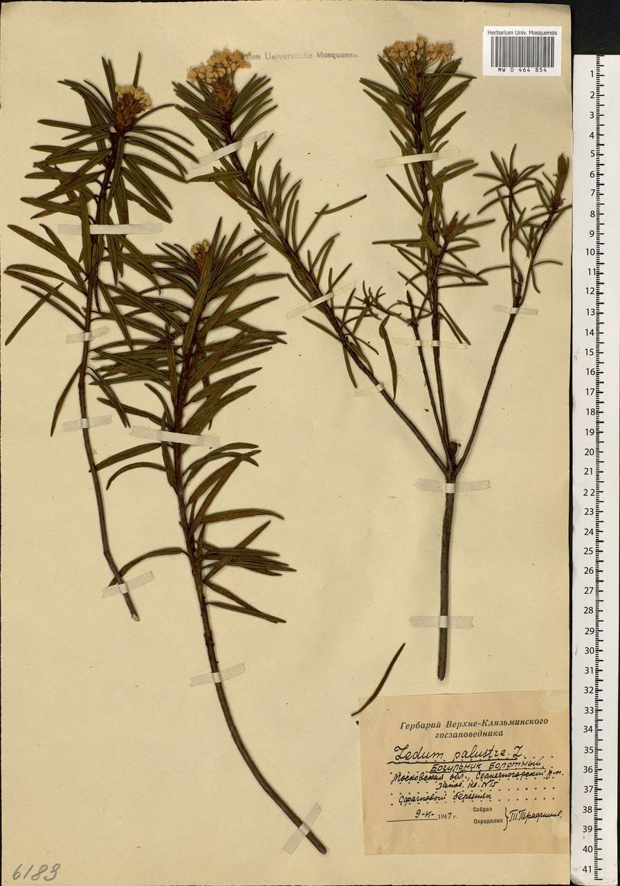 Багульник Гренландский