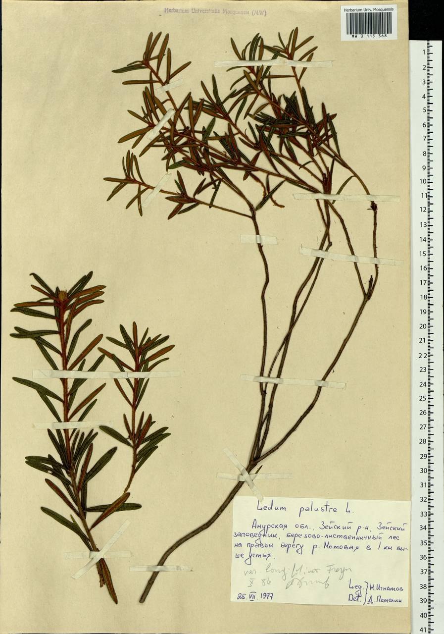 Багульник Ботаническая иллюстрация