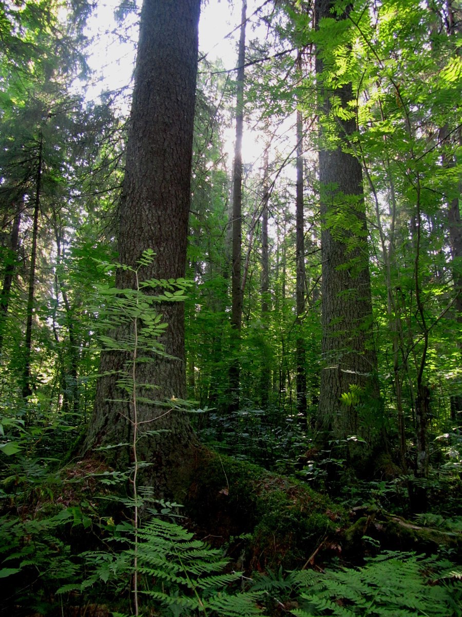 Печеночница в лесу