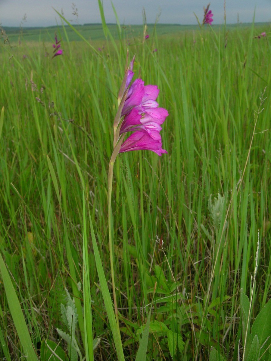 Белогорье Флора