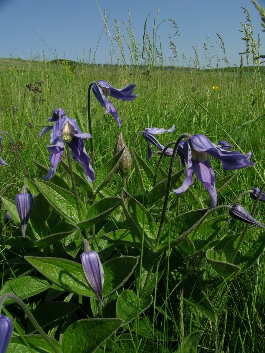 Растения меловых обнажений