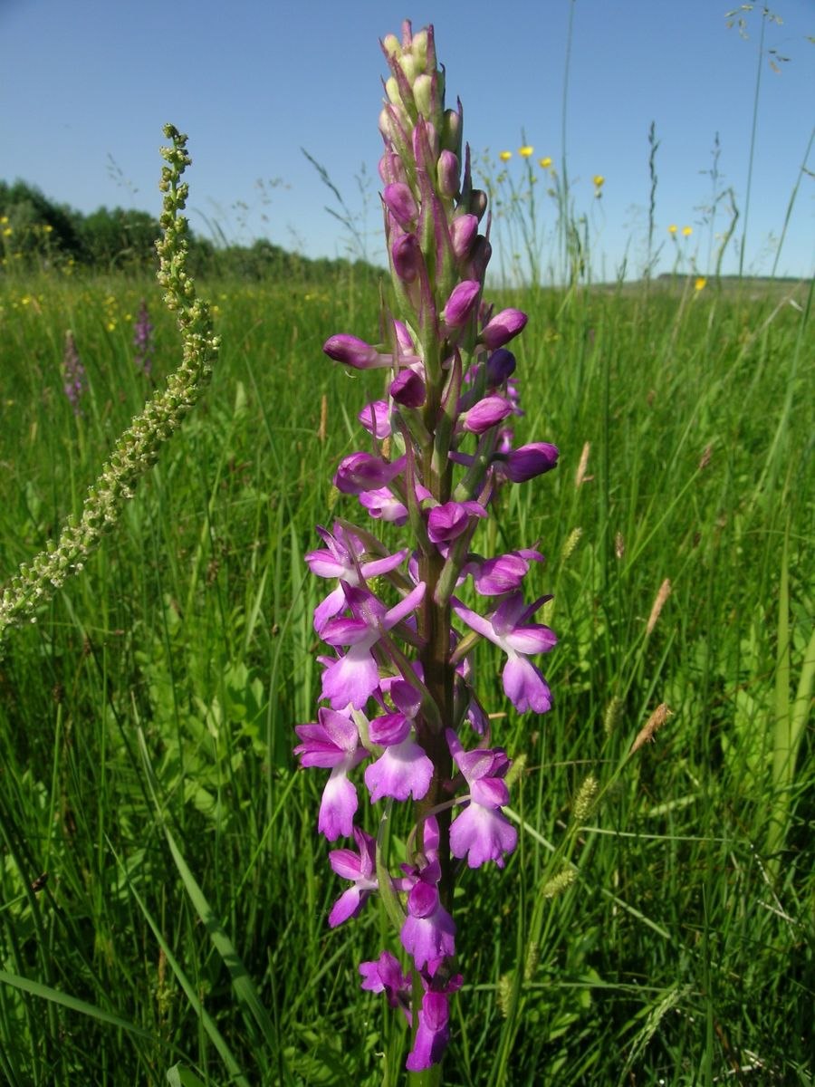 Сосудистые растения заповедника лес на ворскле