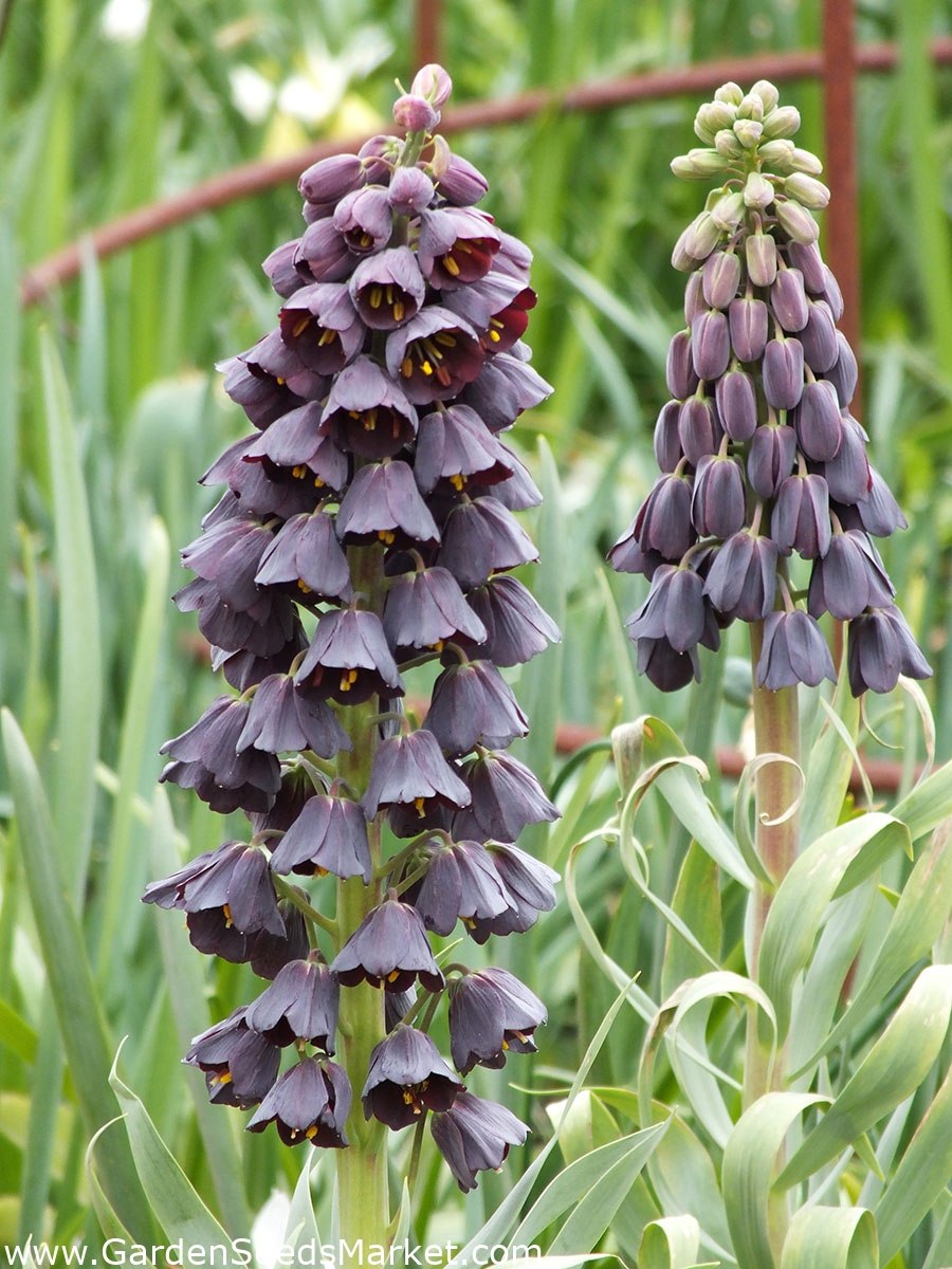 Фритиллярия Fritillaria UVA Vulpis Ува Вульпис