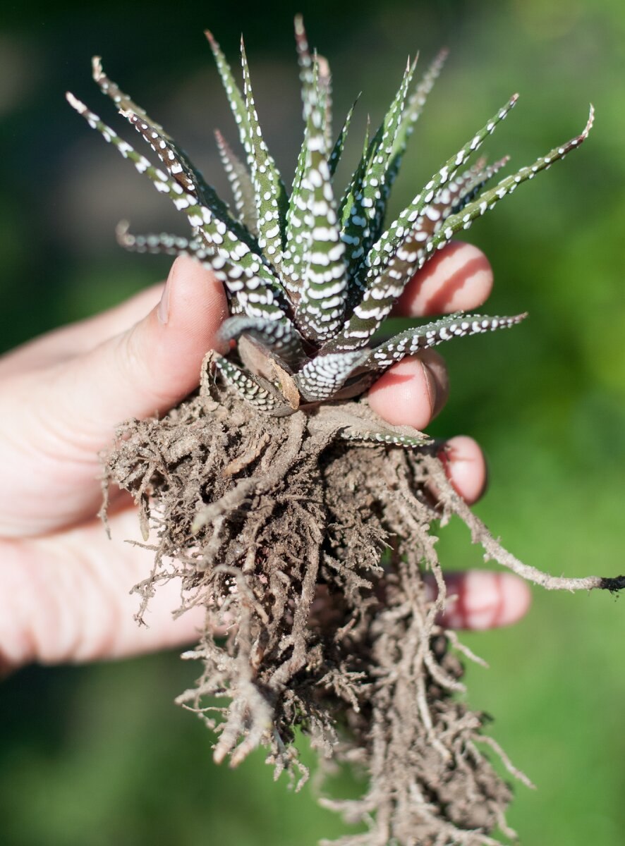 Корни суккулентов