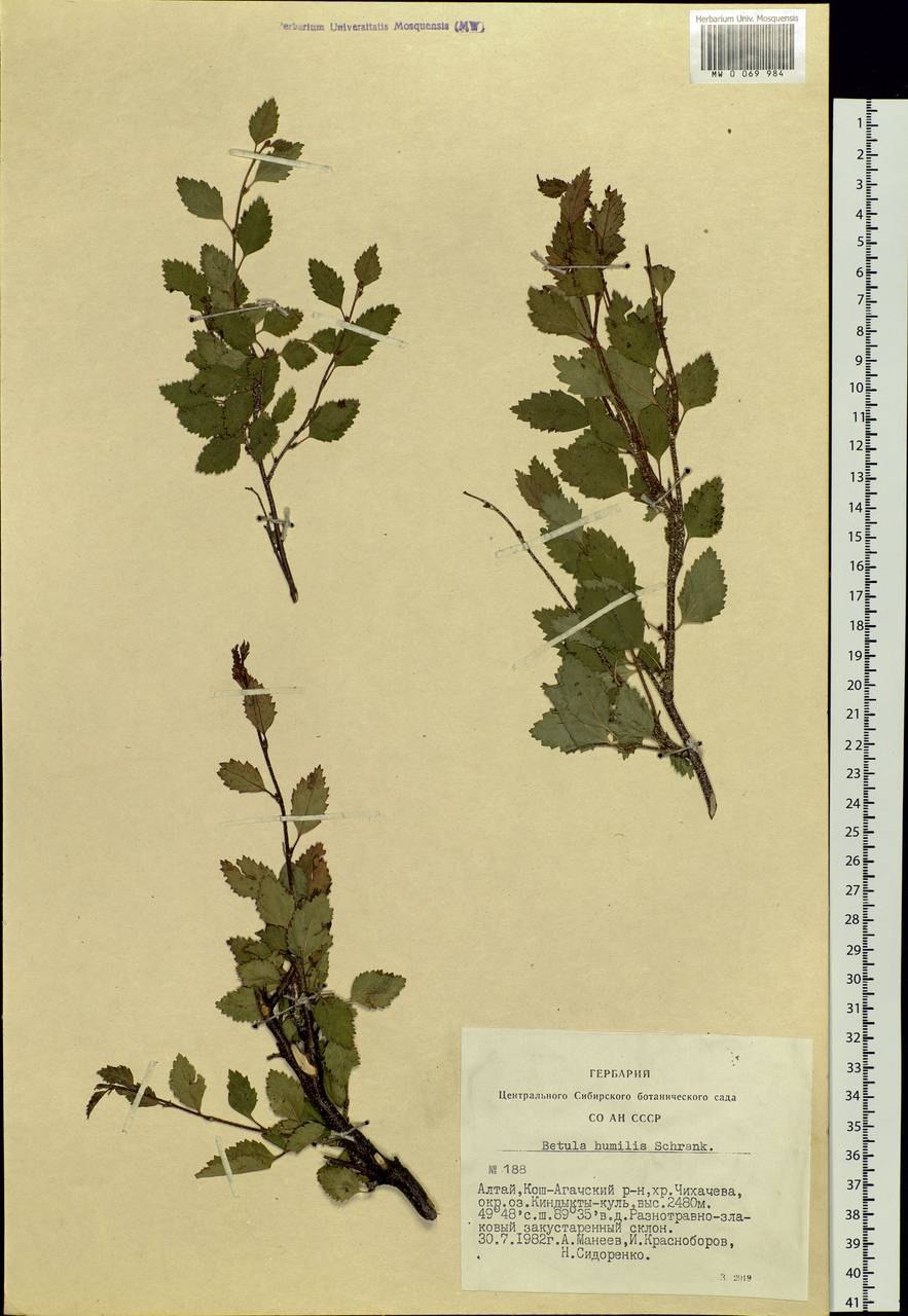 Тополь дрожащий (Populus tremula)