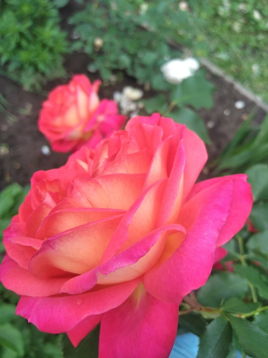 Роза мидсаммер