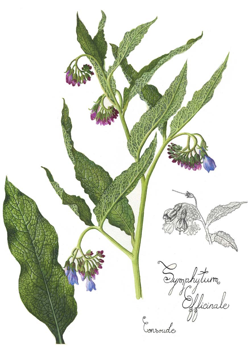 Медуница лекарственная формула цветка