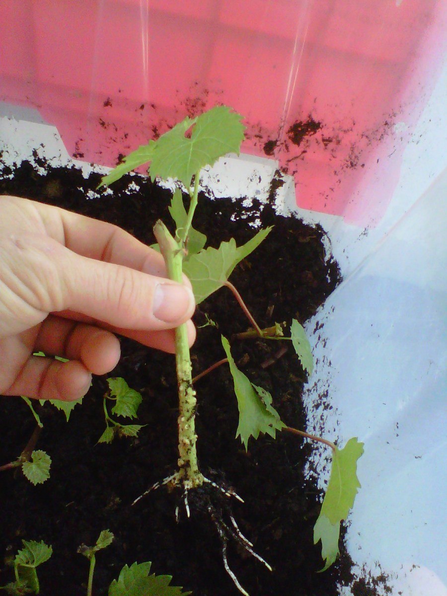 Девичий виноград ростки