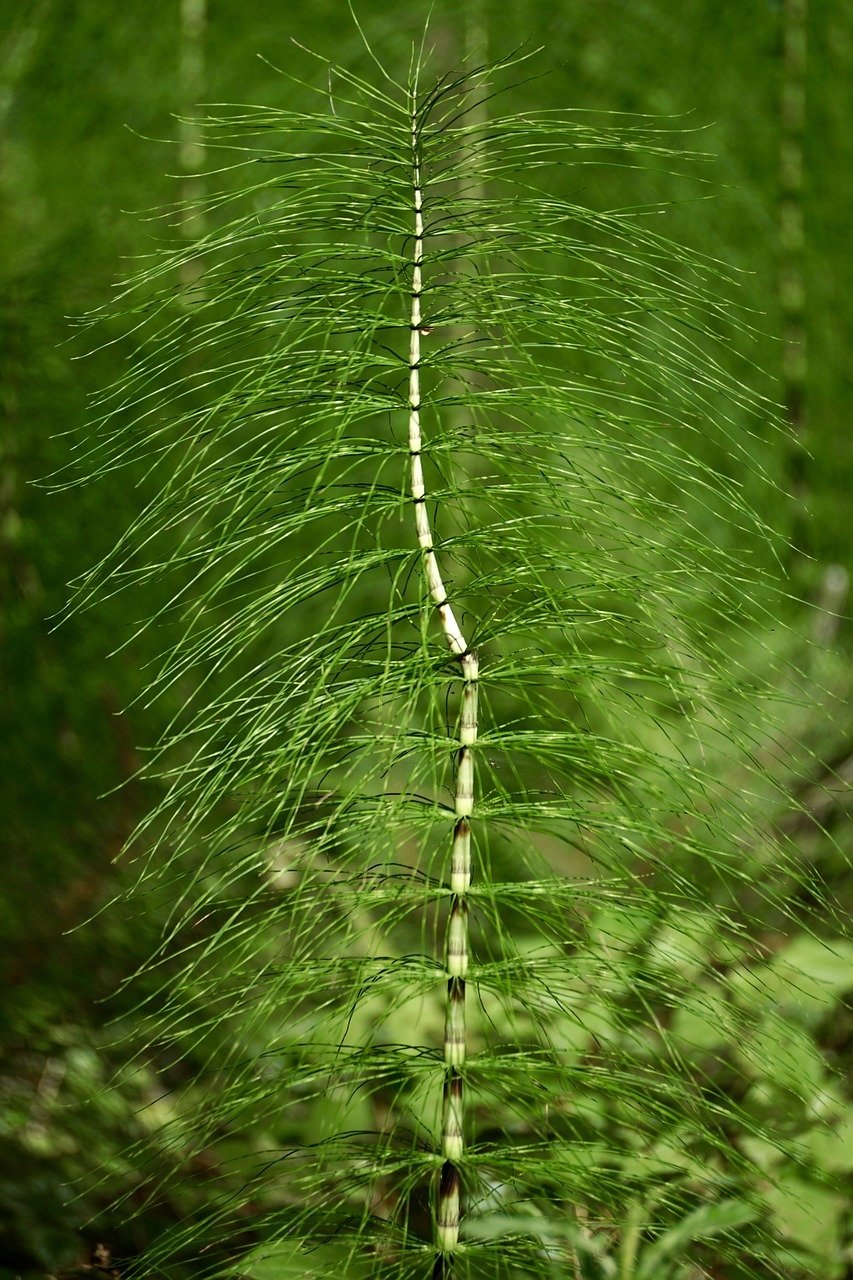 Horsetail Equisetum arvense растение