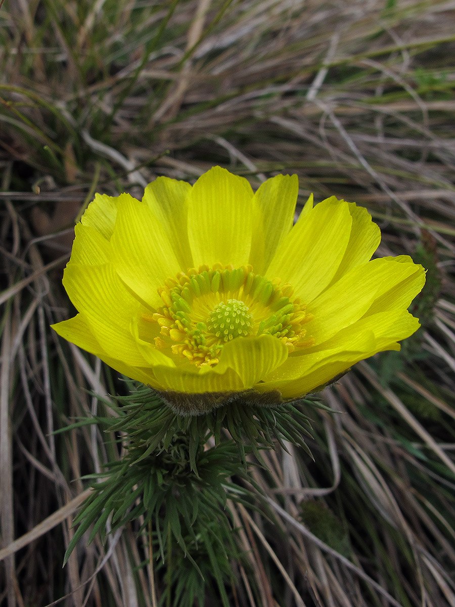 Адонис весенний месторождение