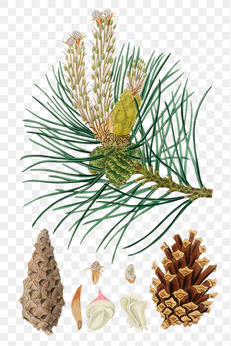 Почки шишек сосны. Pinus Sylvestris хвоя. Pinus Sylvestris шишки. Сосна обыкновенная Фармакогнозия. Почки сосны гербарий.