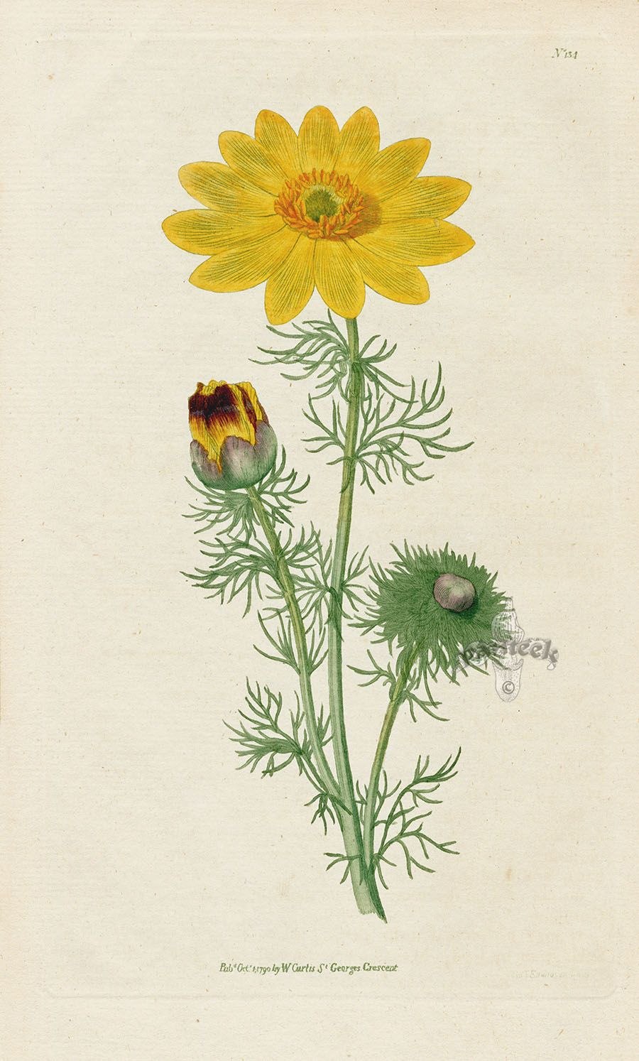 Адонис весенний горицвет