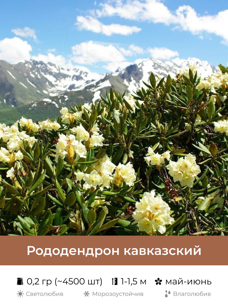 Рододендрон кавказский красная книга