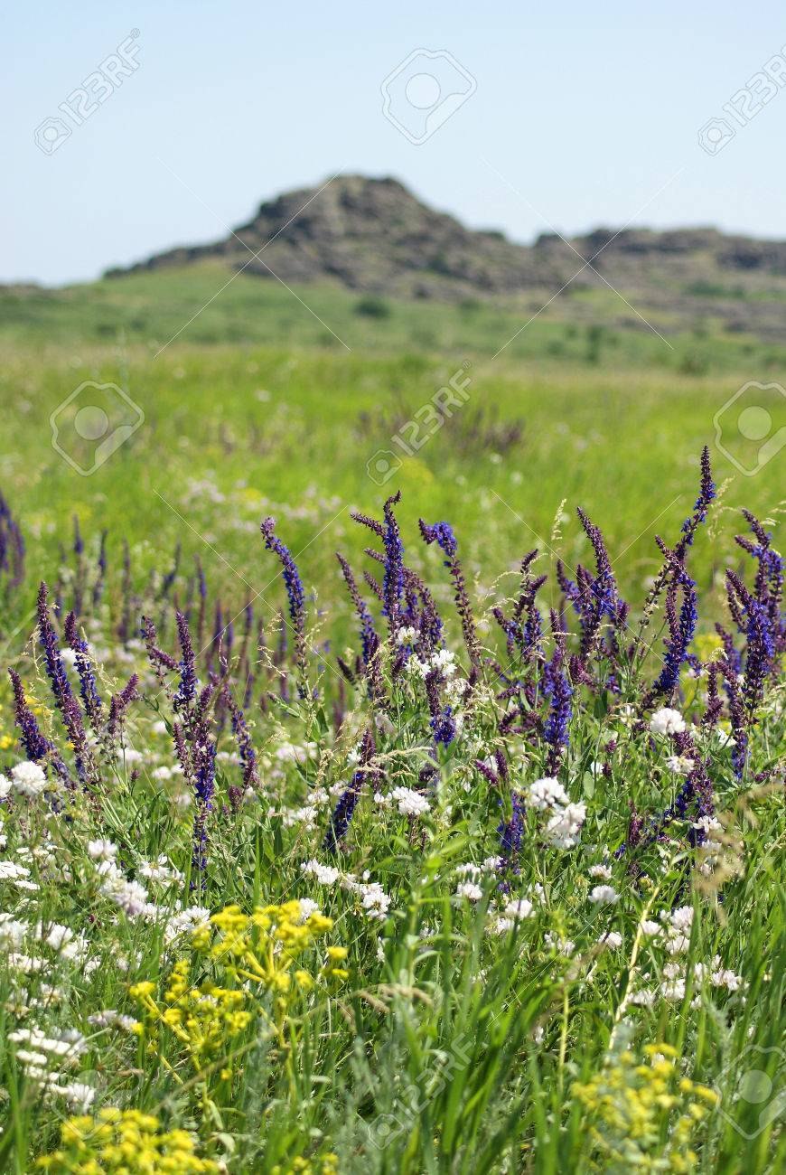 Растения степи кубани
