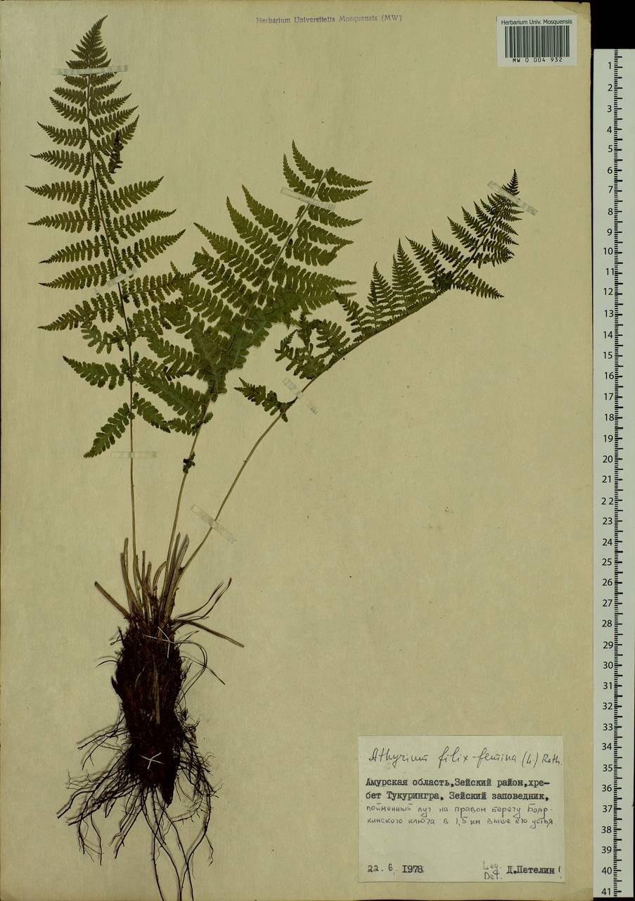 Щитовник Валлиха