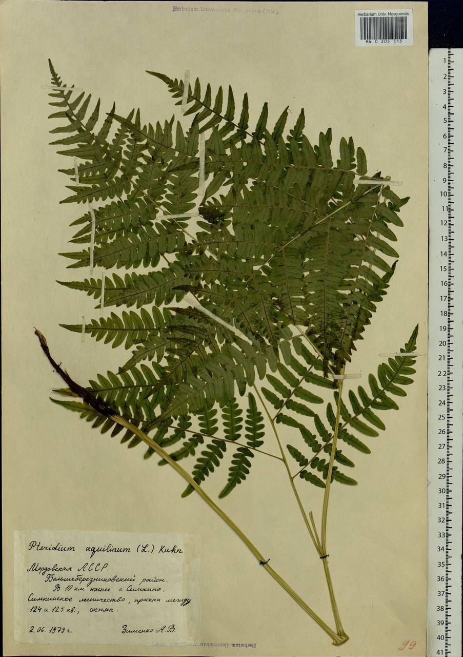 Папоротник орляк