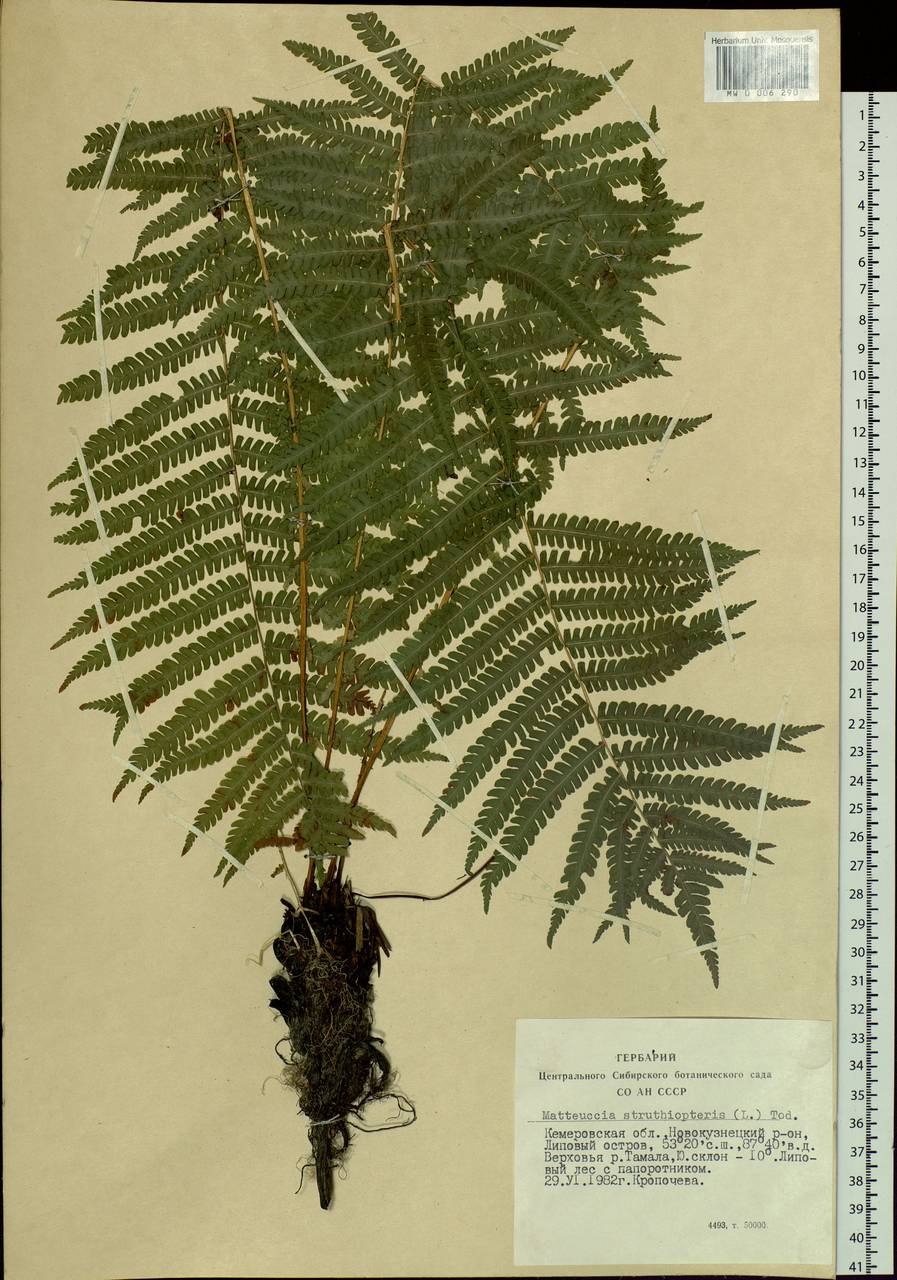 Страусник папоротник struthiopteris