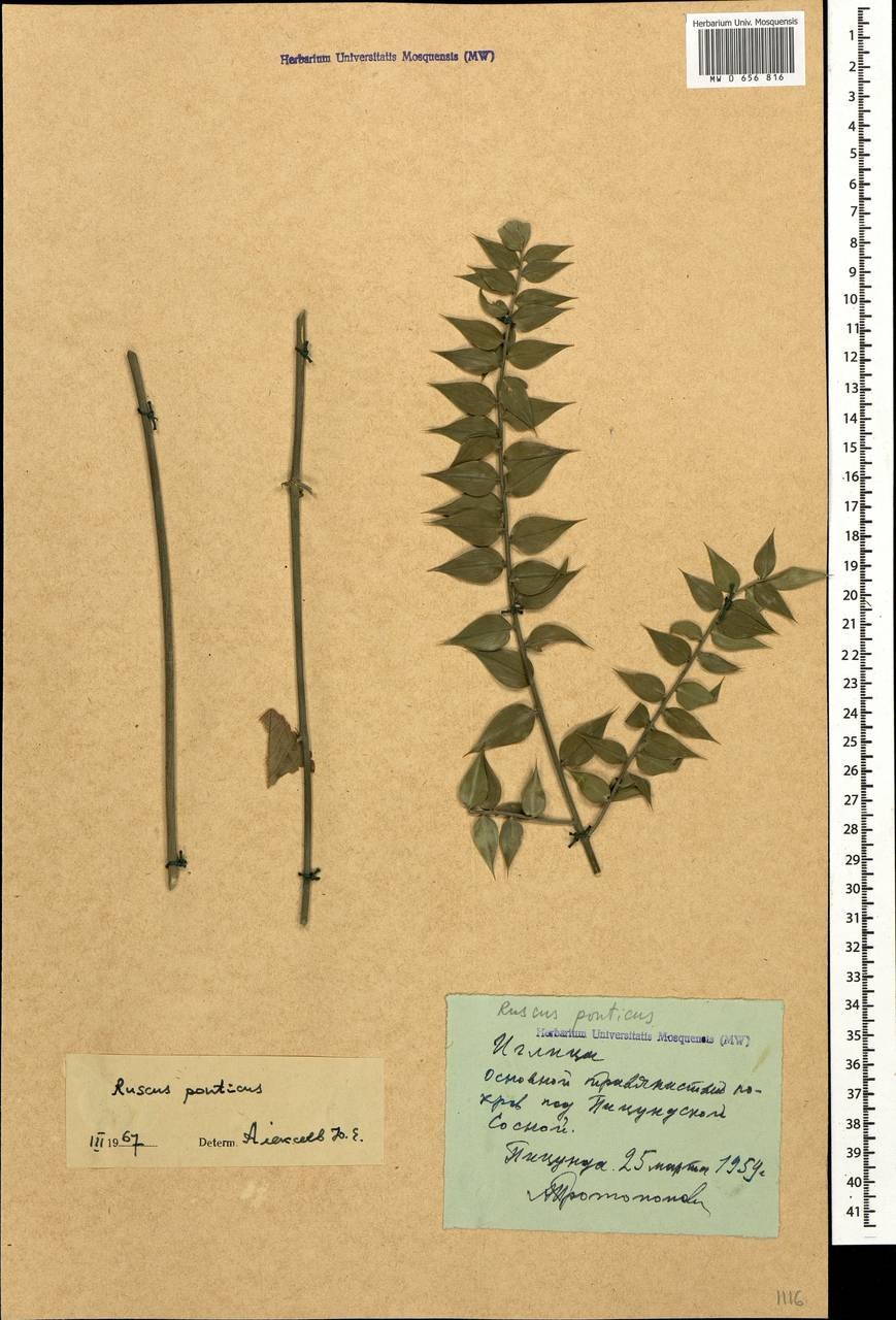 Иглица подъязычная для дома размножение