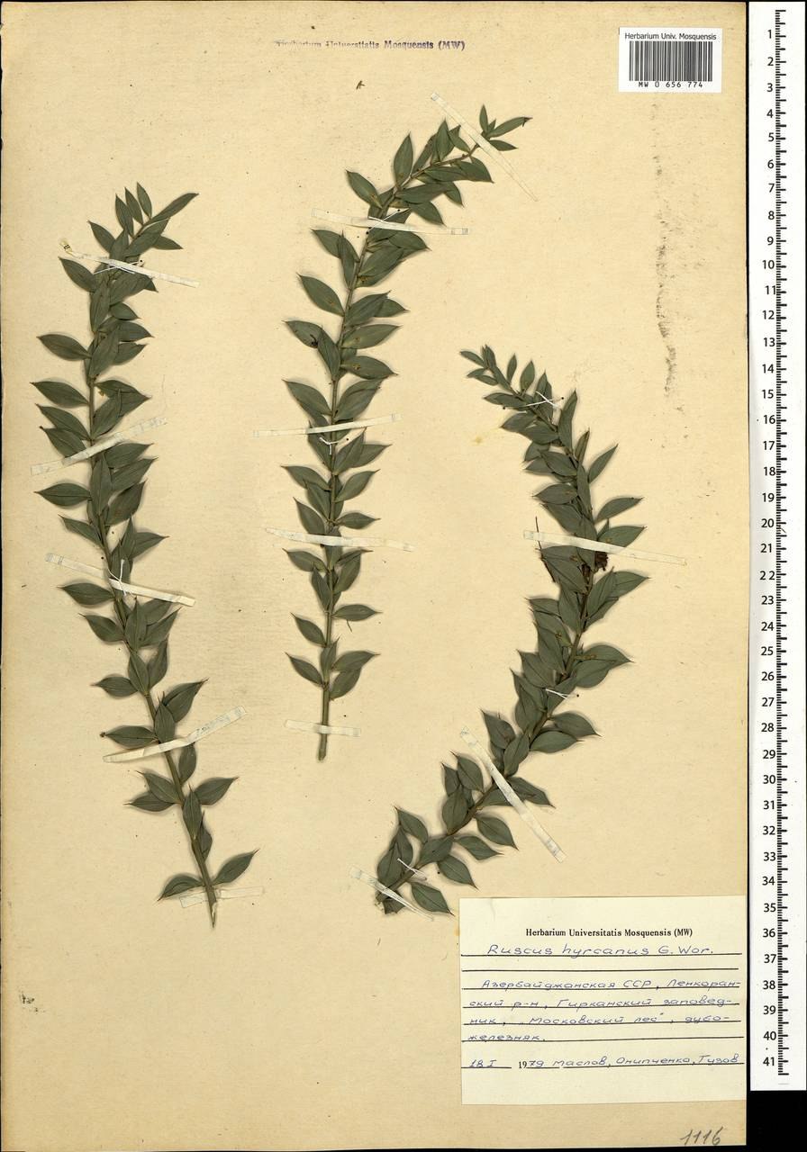 Иглица гирканская Ruscus Hyrcanus