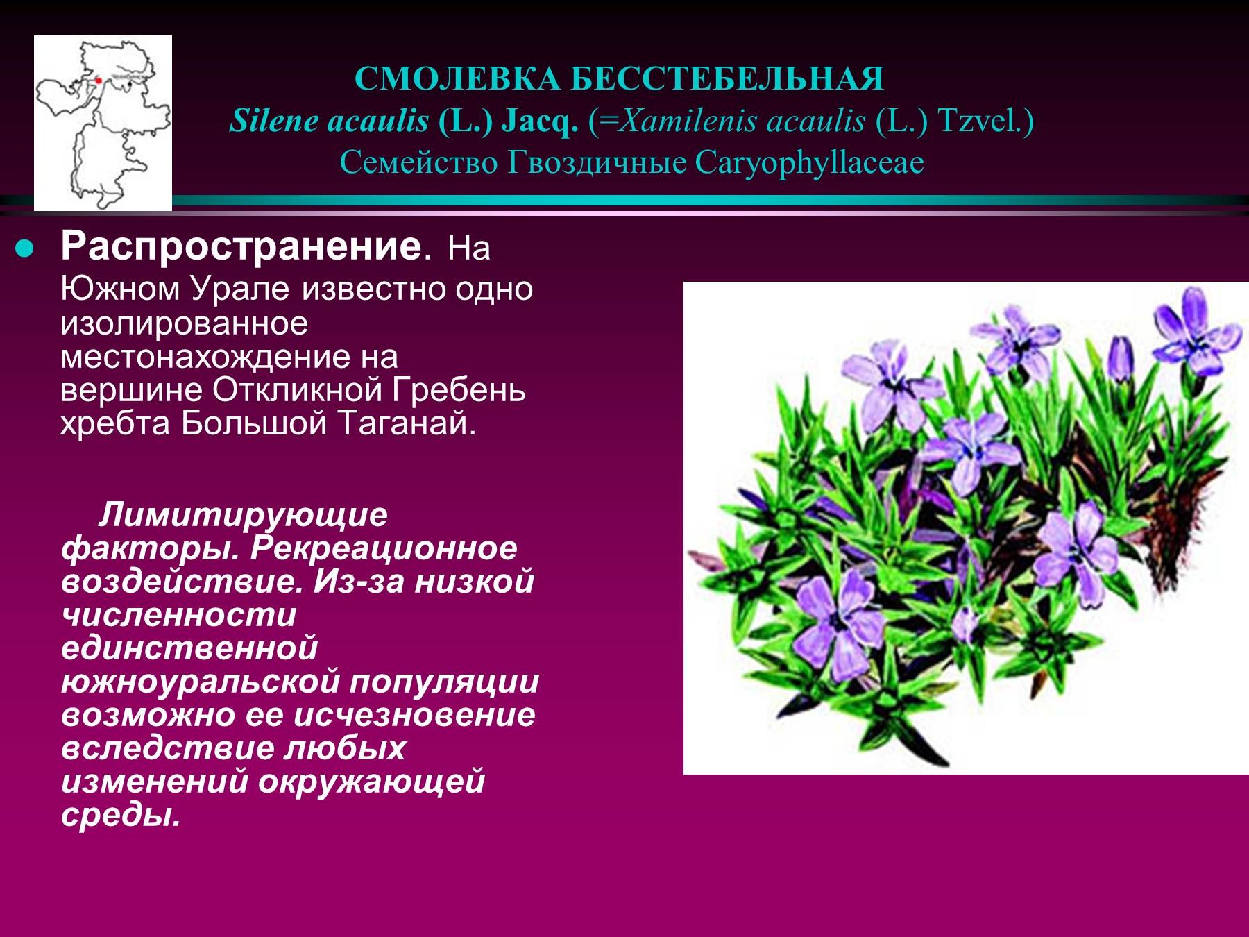 Растения Южного Урала