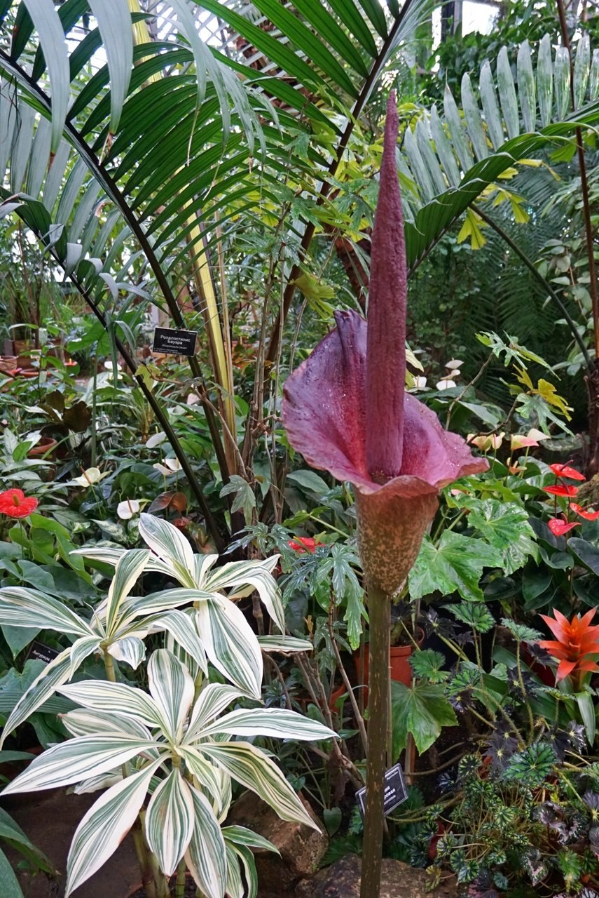 Аризема реснитчатая